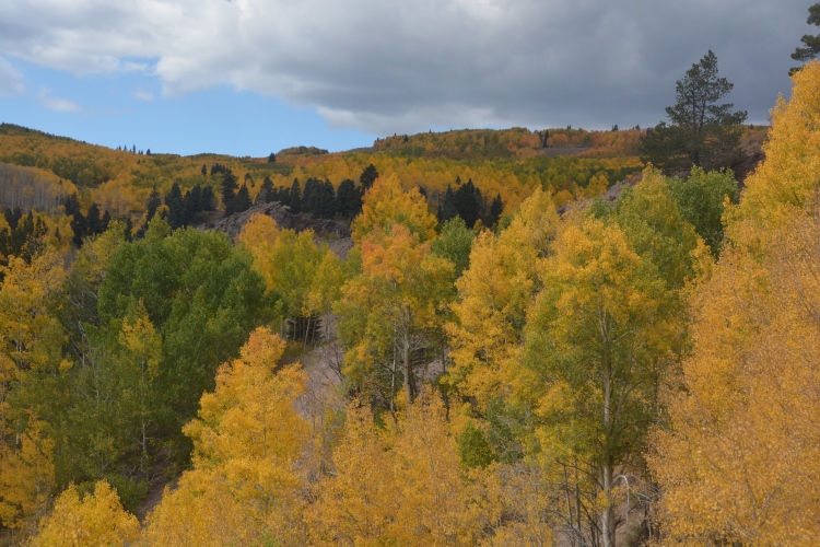train through autumn colors